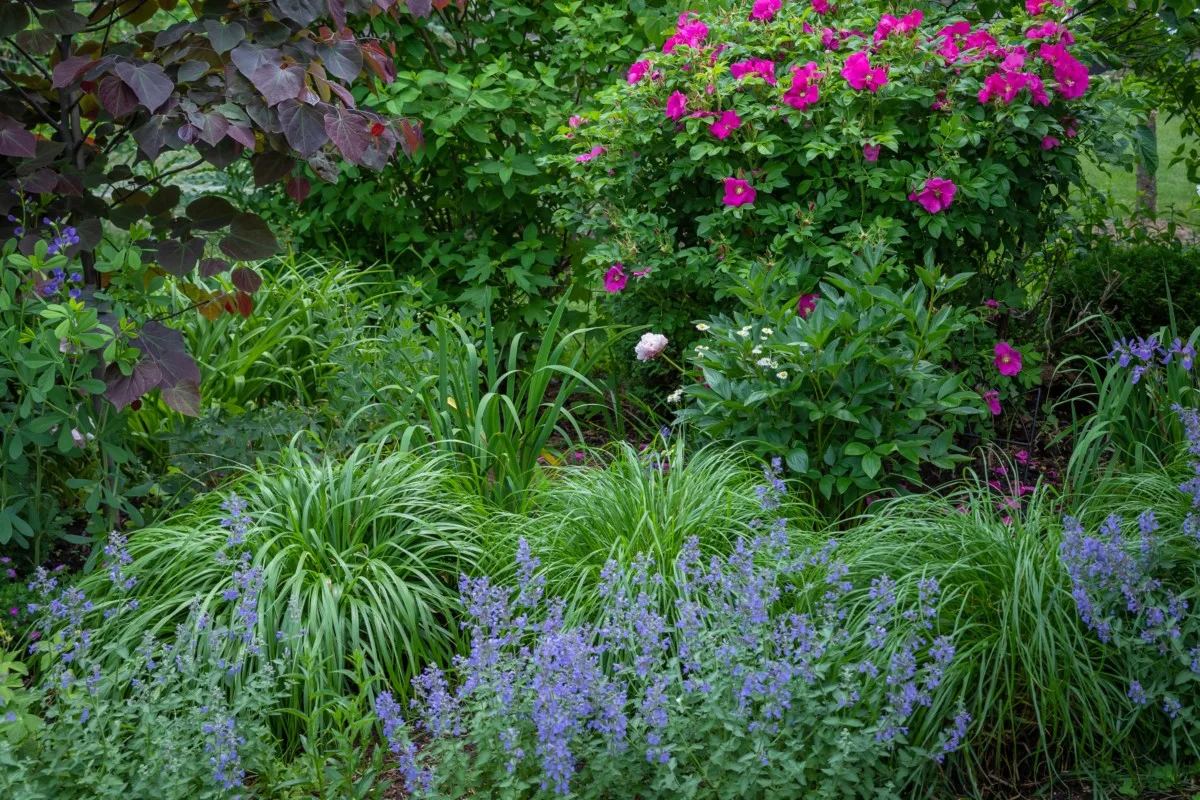 Lush green rain garden with ornamental grasses and cat mint.
