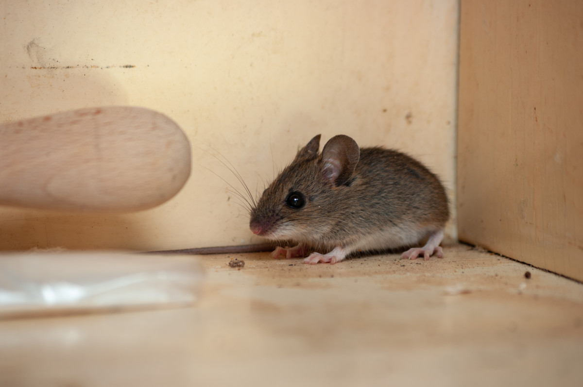 A mouse in the corner of a cupboard.