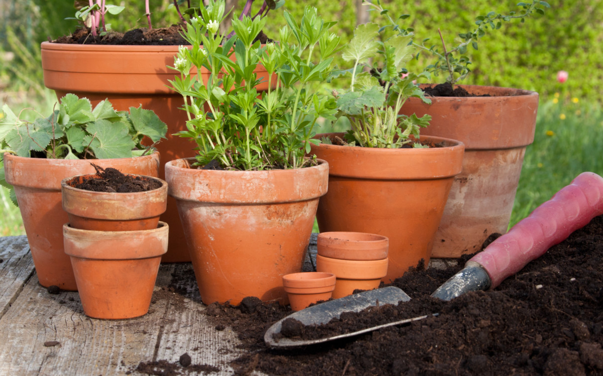 Herbs planted in aged terracotta pots next to soil and a spade