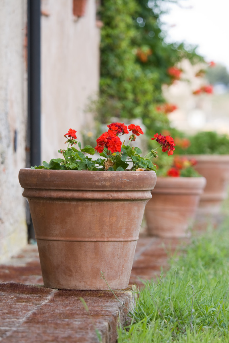 Large, aged terracotta pots outdoors with red geraniums growing in them. 