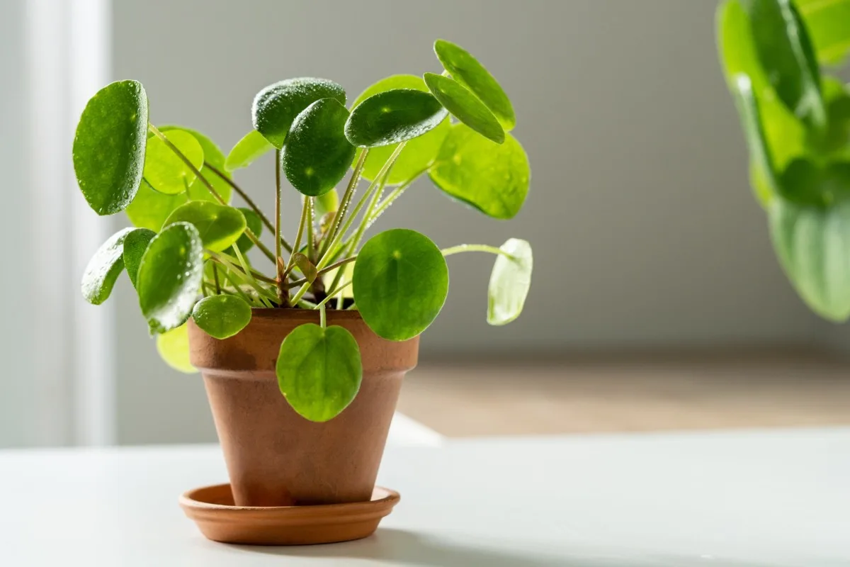 A pilea growing in a terracotta pot with a saucer beneath it.