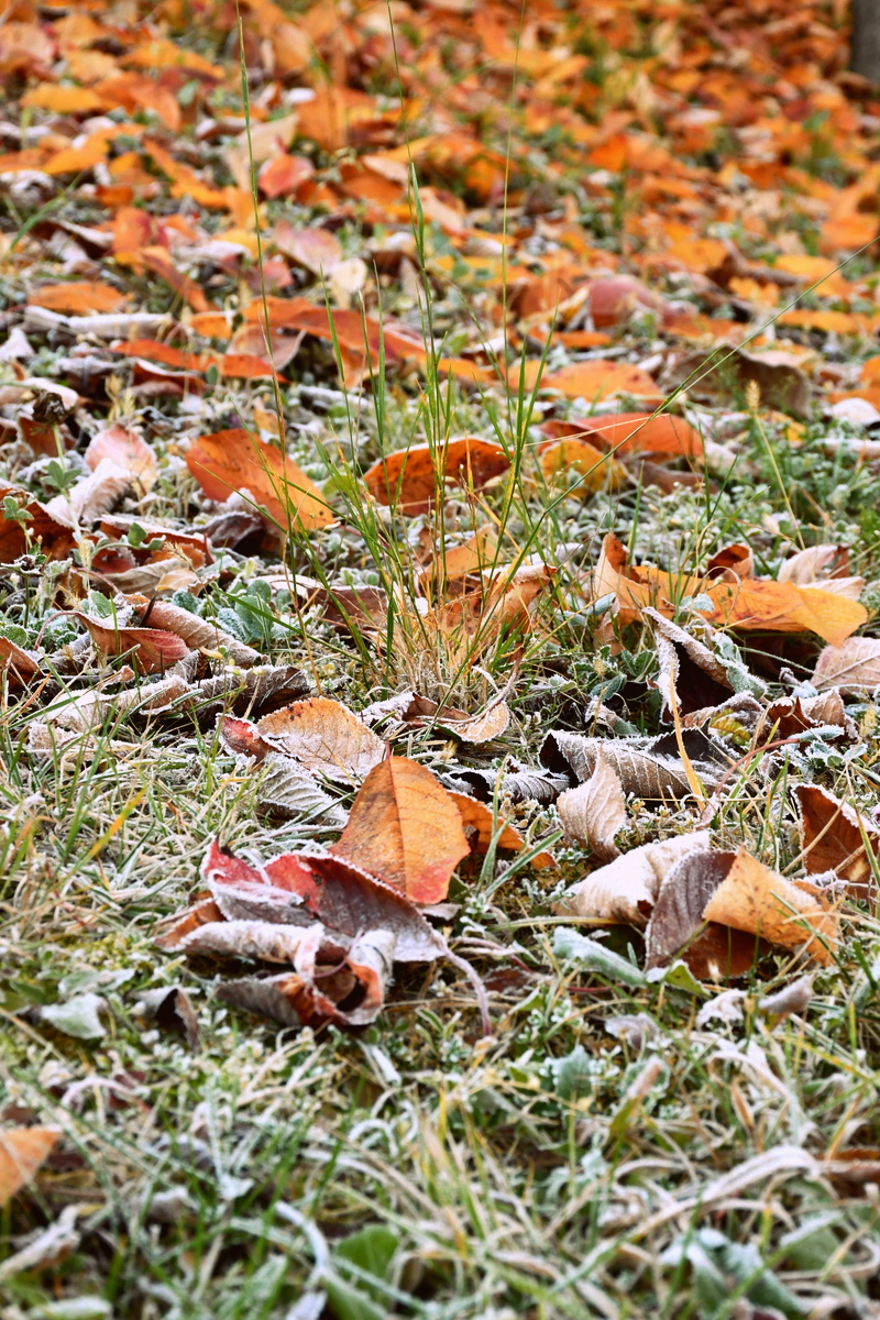 Frosty grass and leaves.