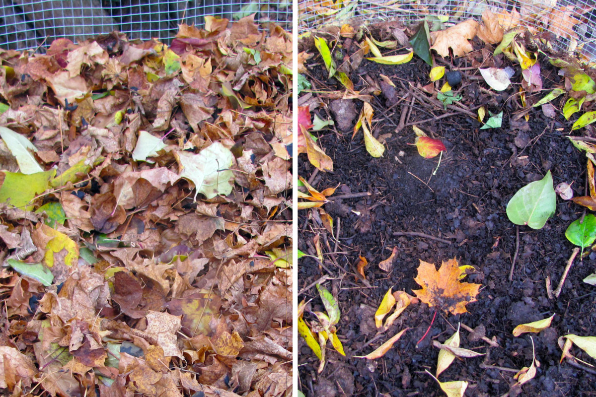 Side by side comparison of leaves and finished leaf mold. 