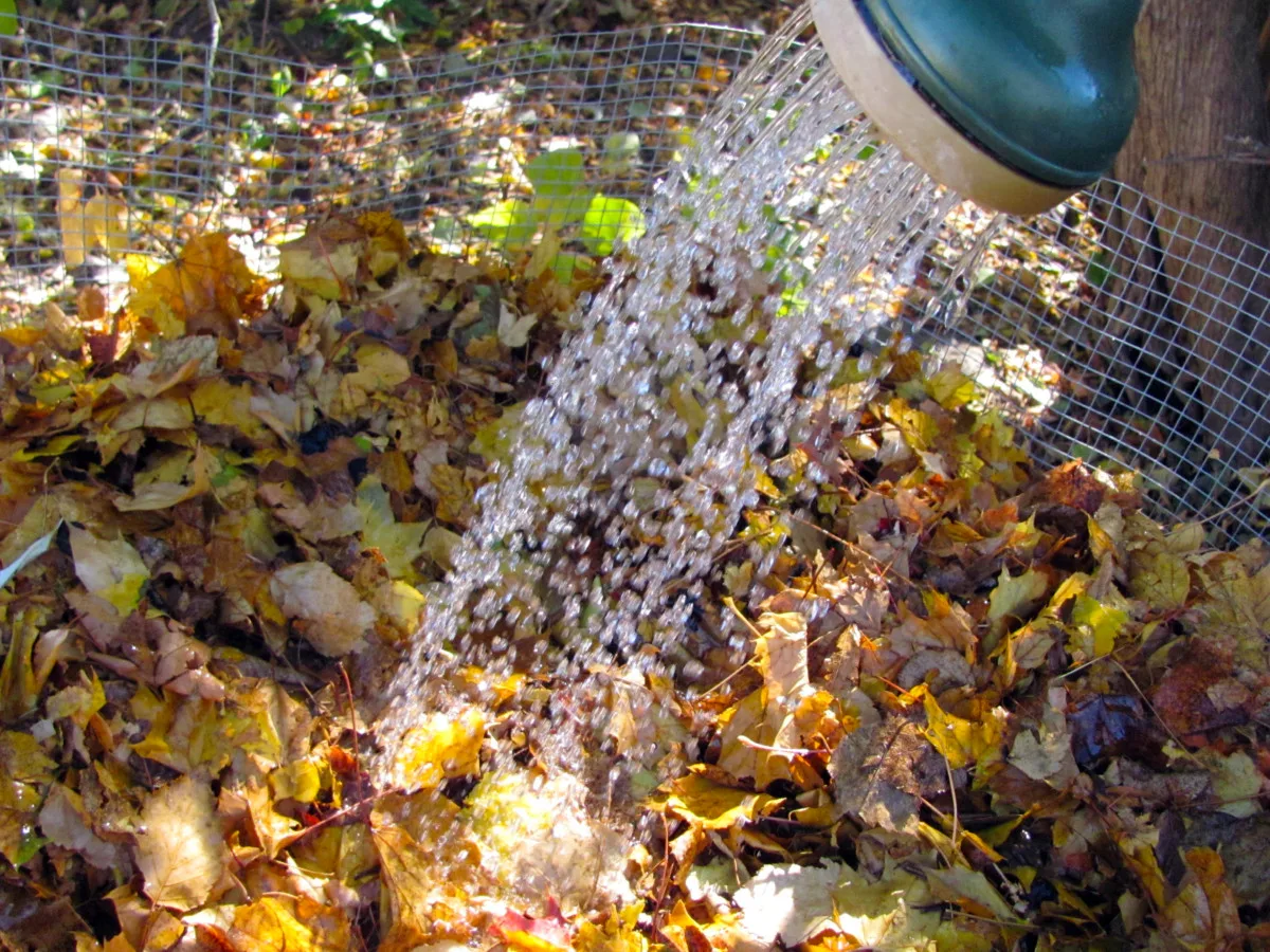 Watering can used to water leaves in a leaf mold bin.
