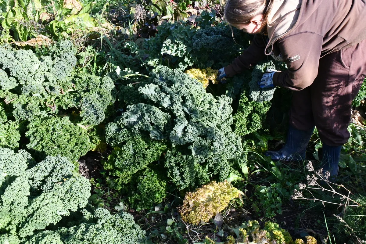 Young girl harvesting kale in the garden.