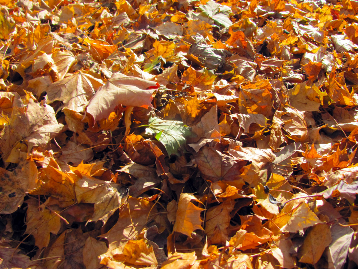 A pile of leaves in the sunshine.