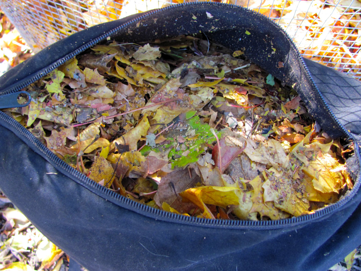 Bag of a leaf vacuum unzipped so you can see the mulched leaves inside. 