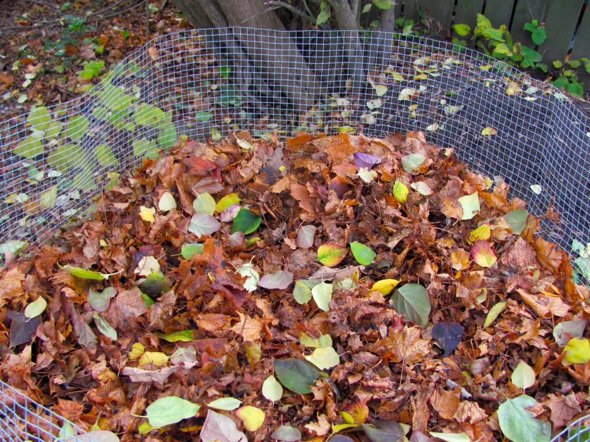 Overhead view of a leaf mold bin filled with dried fallen leaves.