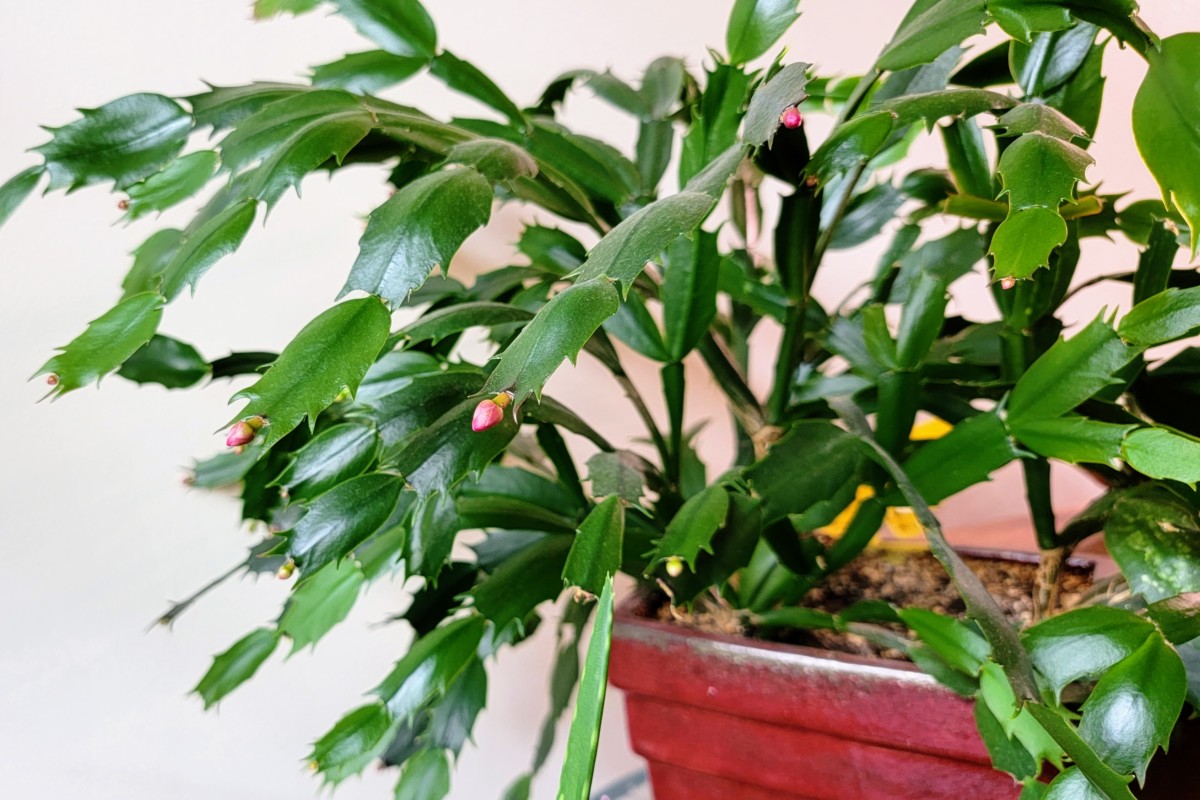 A Christmas cactus with many flower buds on it.
