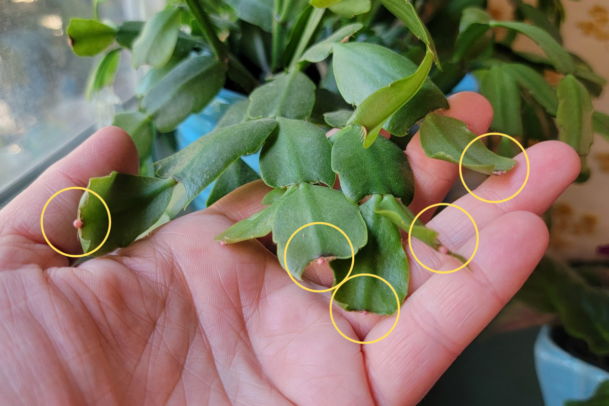Hand holding the end segments of a Christmas cactus. Yellow circles note tiny buds.