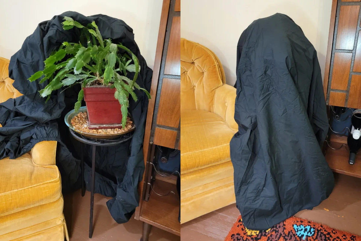 Two photos side-by-side showing a black bed sheet being used to cover a Christmas cactus.