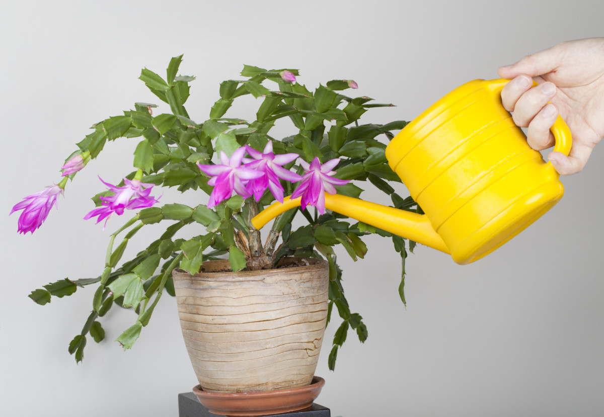 Hand holding a yellow watering can, watering a Christmas cactus in bloom. 
