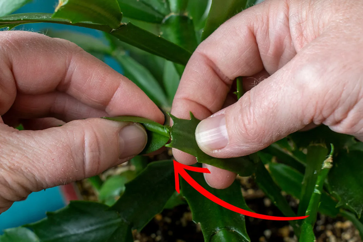 Close up of fingers twisting a segment from a Christmas cactus.
