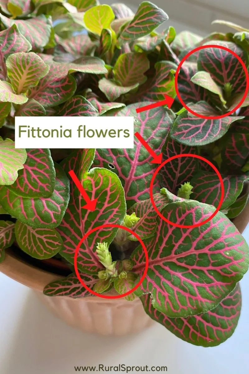 Graphic showing tiny fittonia flowers.