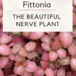 Fittonia nerve plant care guide
