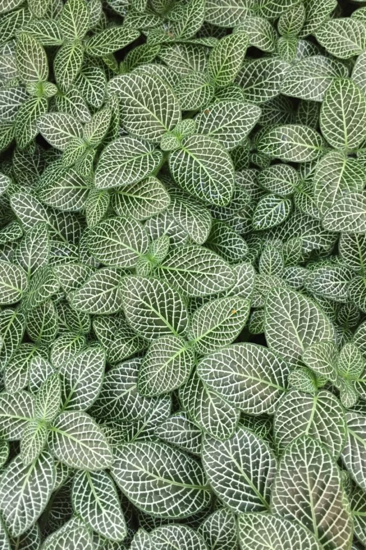 How to Care for Fittonia & Propagate the Beautiful Nerve Plant