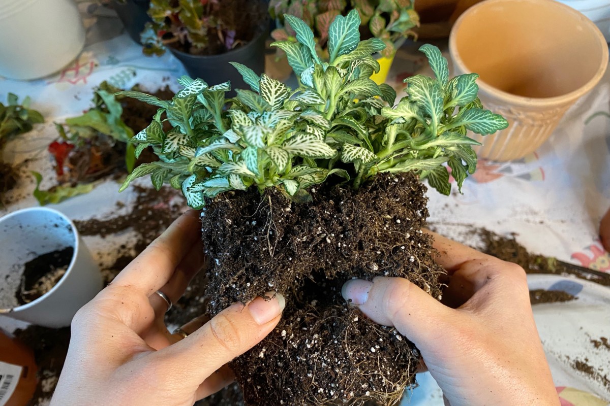 Woman's hands separating the root ball of a fittonia plant.