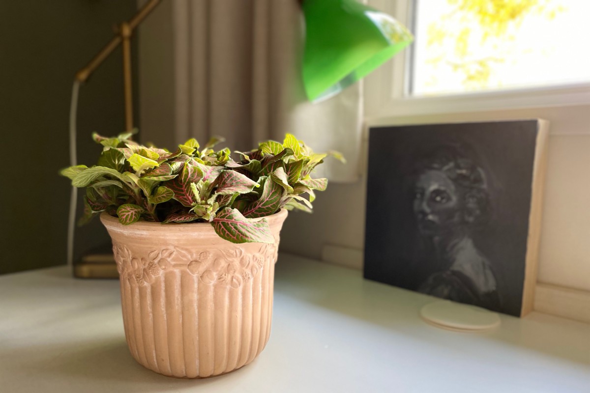 Fittonia plant growing in a terracotta pot on a desk below a window.