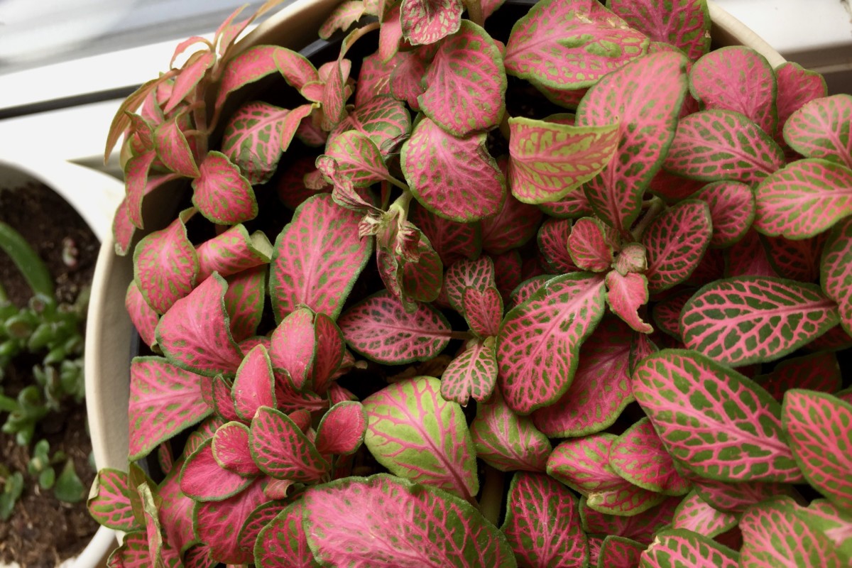 Overhead view of a pink and green fittonia, or nerve plant.