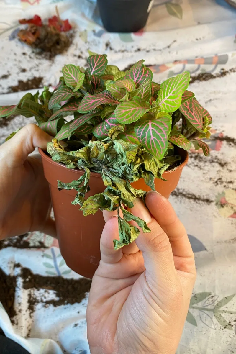 Piece of a fittonia plant dried up and dead in the pot.