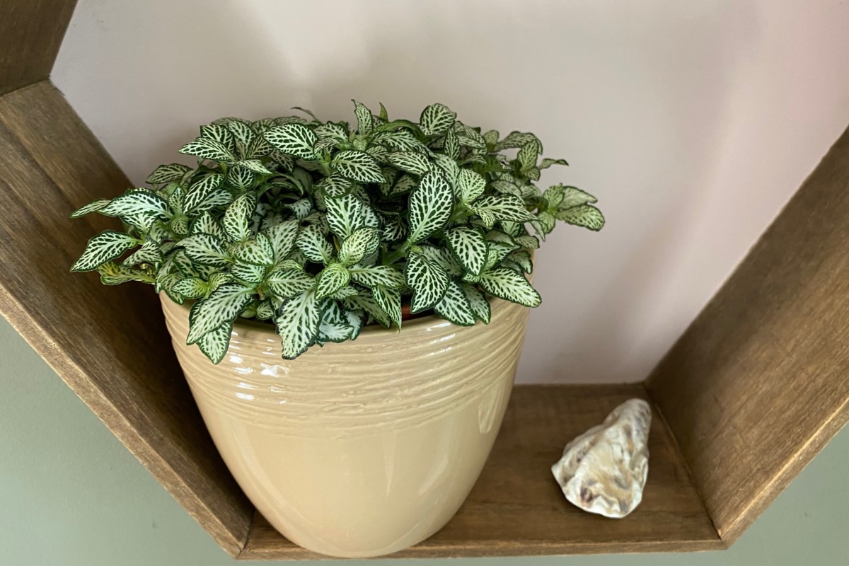 Green and white fittonia plant growing on a floating shelf on the wall. 