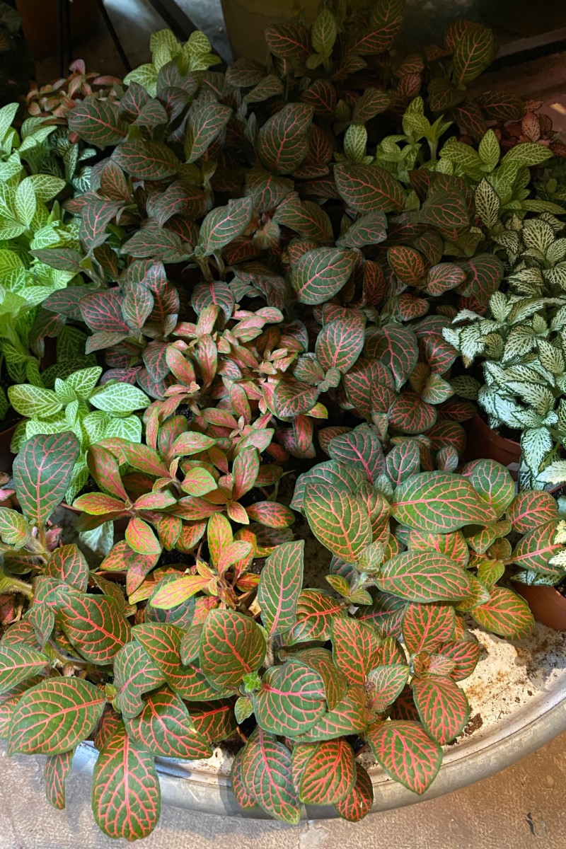 A grouping of numerous fittonia plants together on a stone tray.