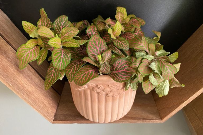 How to Care for Fittonia & Propagate the Beautiful Nerve Plant