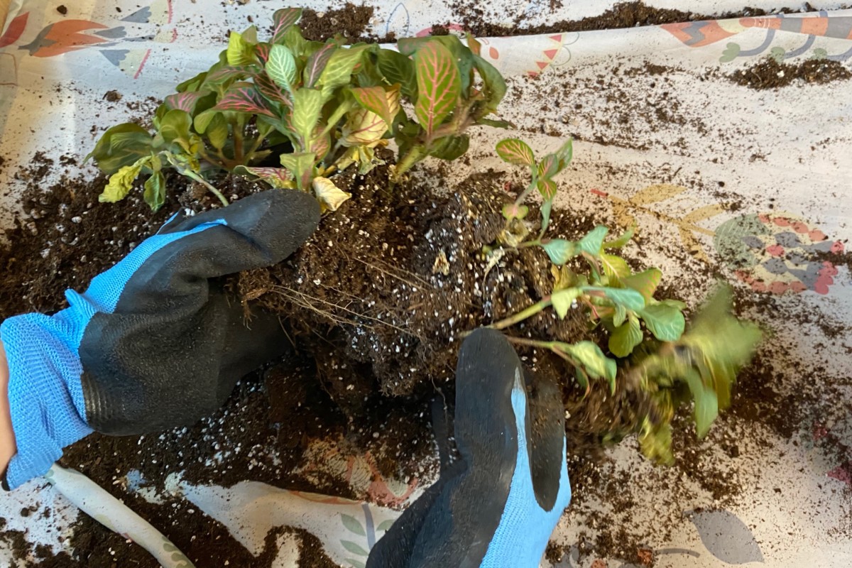 Gloved hands pulling apart a nerve plant for root division.