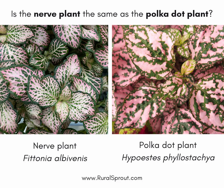 Graphic showing a nerve plant on the left and a polka dot plant on the right.