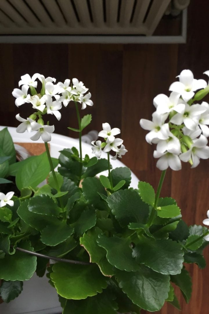 How to Care for Kalanchoe and Get It to Rebloom Every Year