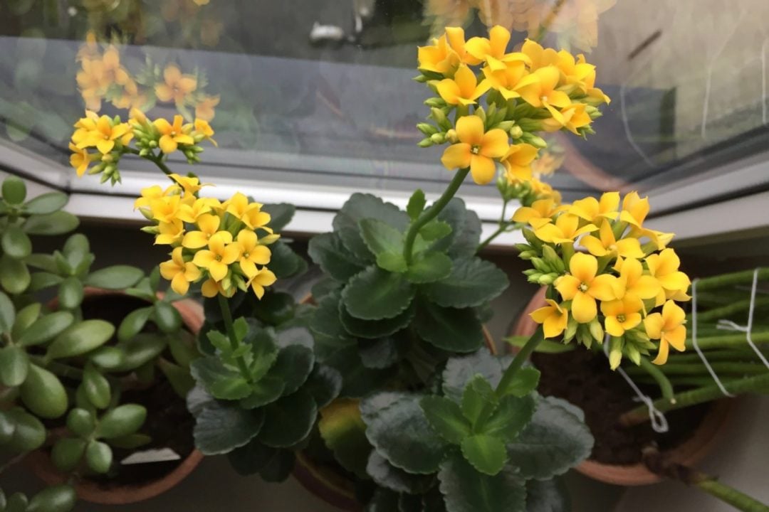 How to Care for Kalanchoe and Get It to Rebloom Every Year