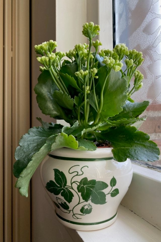 How to Care for Kalanchoe and Get It to Rebloom Every Year