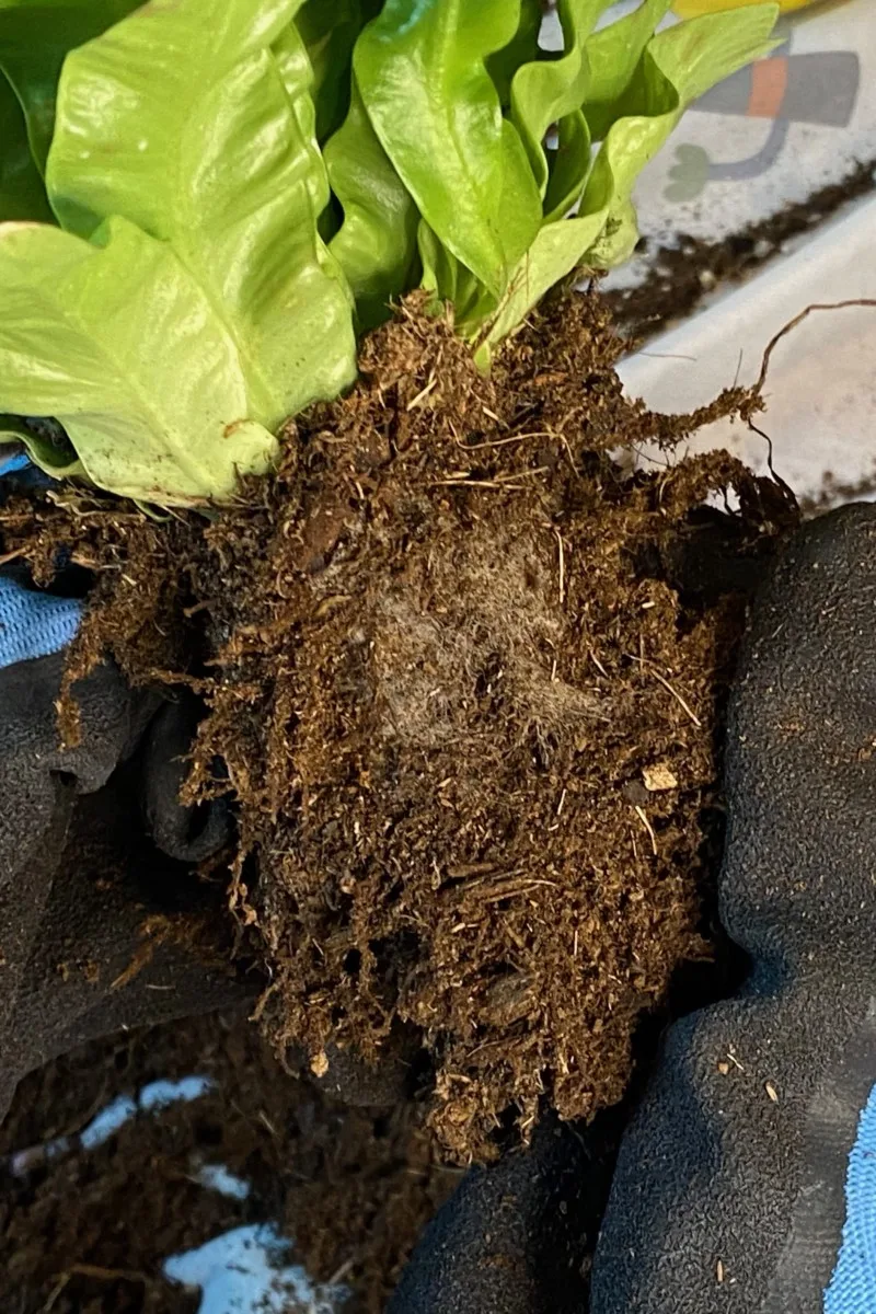 Root mesh with roots growing through and around it at the base of the plant.