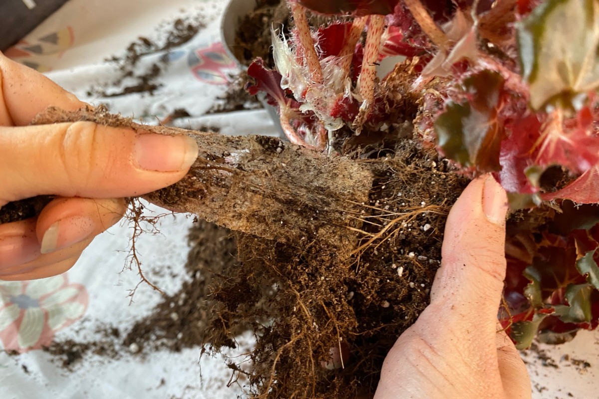A woman's hands pealing the thin fabric root mesh away from the root ball of a begonia.