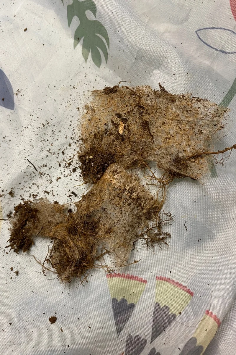 The scraps of root mesh after being removed from the plant.