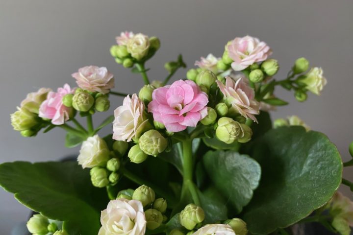 How to Care for Kalanchoe and Get It to Rebloom Every Year