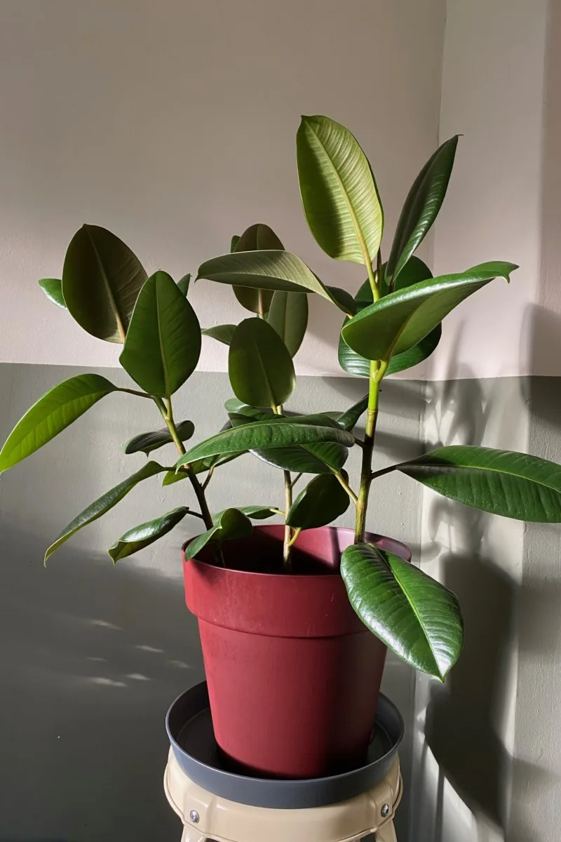 Ficus plant growing in a corner.