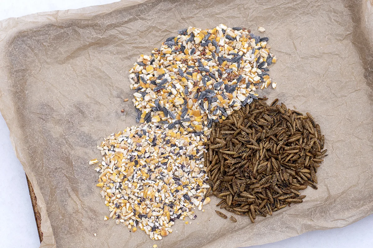 Overhead view of scratch grains, wild birdseed mix and dried black solder fly larva on a parchment-lined baking sheet. 