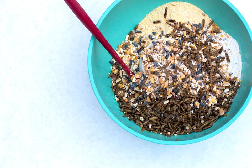 4 Ingredient DIY Suet Cakes Backyard Birds Will Love