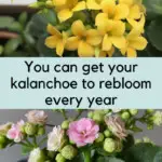 Kalanchoe will bloom again every year