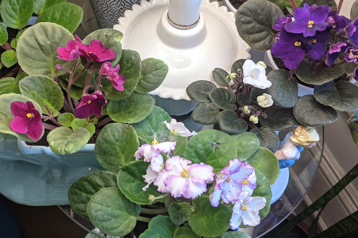 Overhead view of several potted African violets in bloom. 