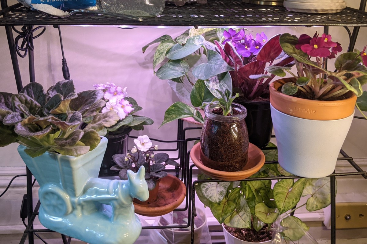 Plant stand with LED grow lights and many plants. 