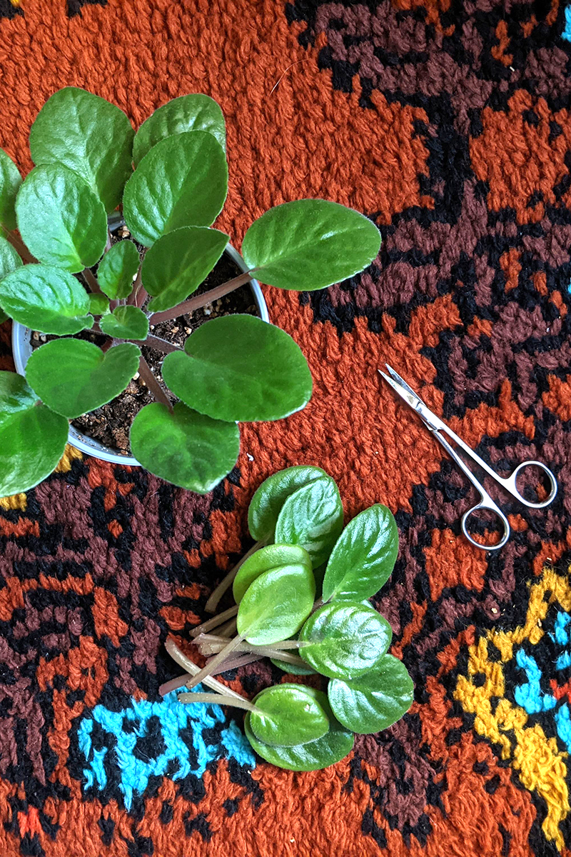 Overhead view of a recently trimmed African violet and the leaves taken sitting on the carpet next to a pair of scissors.