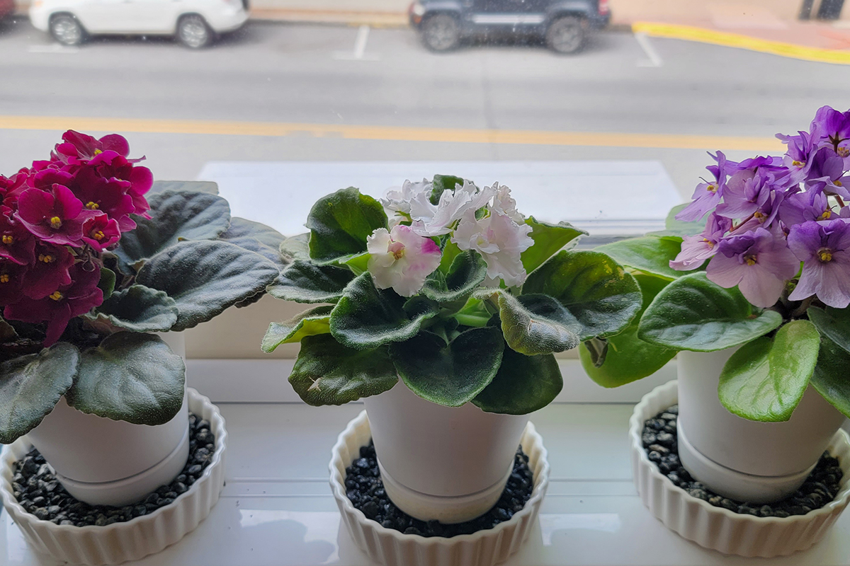 Three potted African violets sitting on top of small pebble dishes. 