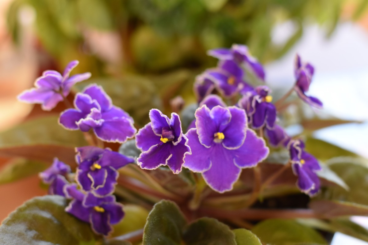Close up of purple African violet flowers.