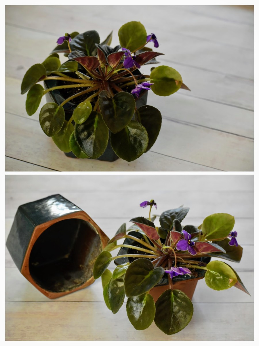 Two images of a self-watering African violet pot.
