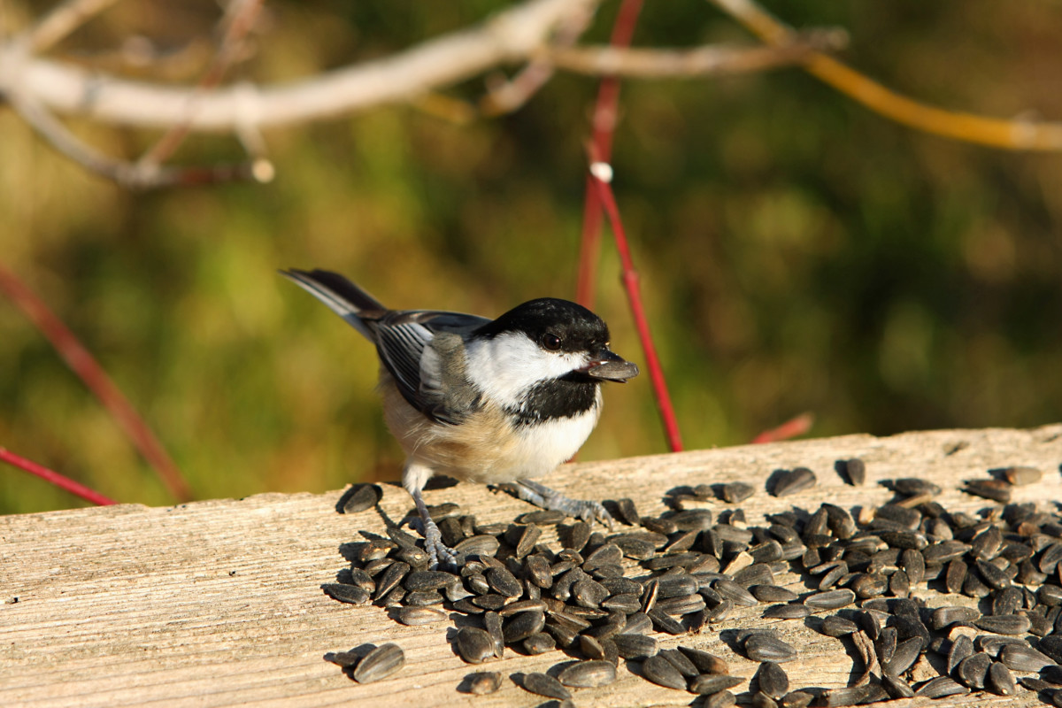 Chickadee with a sunflower seed in its mouth. 
