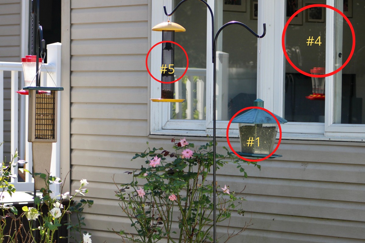 Photo of someone's backyard with numerous bird feeders. Red circles with yellow numbers in them indicate which bird feeder mistake is being made. 