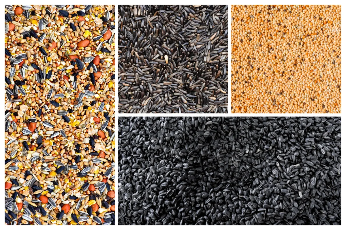 Collage of different types of bird seed. 