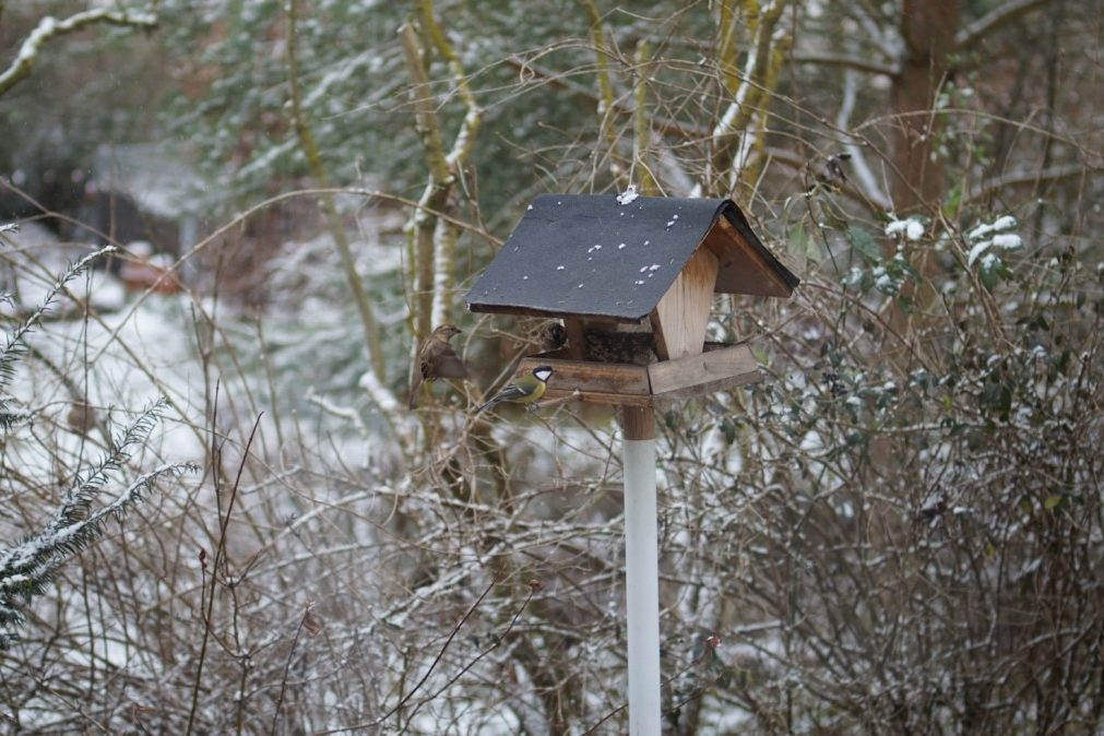 Bird feeder in winter among leafless bushes.